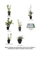 Oferta 50 plantas de seto (11)